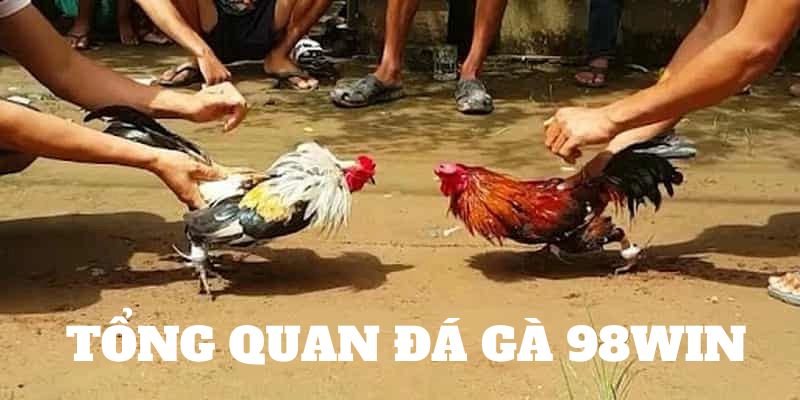 Tổng quan đá gà 98Win giải trí đầy hấp dẫn 